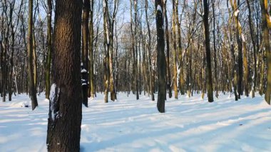 Güneş ışığı karlı bir ormanın içinden süzülür. Uzun gölgeler taze beyaz kar boyunca uzanıyor. Ormanda huzurlu bir kış manzarası.