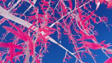 Canlı pembe yapraklar bir ağacı süslüyor. Şenlikli çelenkler büyülü bir atmosfer yaratır. Eşsiz ve göz alıcı mevsimlik bir dekorasyon. Kışın mavi gökyüzüne karşı çekim yapmak.