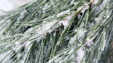 Yeşil çam ağacının taze karla kaplı dallarını yakından çek. Dekoratif Noel süsleri ve düşen kar taneleriyle süslü kış sahnesi.