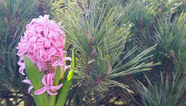 Yeşil ladin arka planında çiçek açan pembe sümbüller. Bahar geldi..