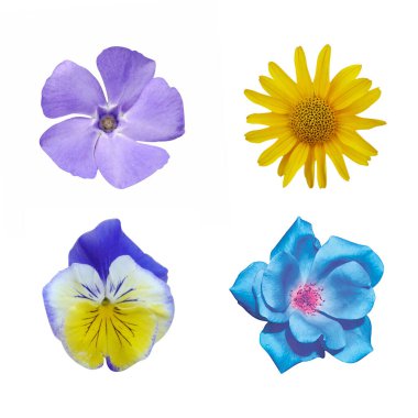 Makro fotoğraf seti mavi kamelya, nonoş çiçeği, mavi menekşe, beyaz izole arka planda arnica montana