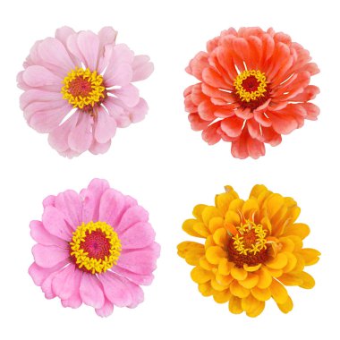 Zinnia çiçekleri beyaz izole arkaplanda.