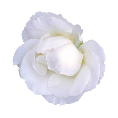 Tek beyaz gül çiçeği. Güzel beyaz gül çiçeği izole edilmiş beyaz arkaplan.