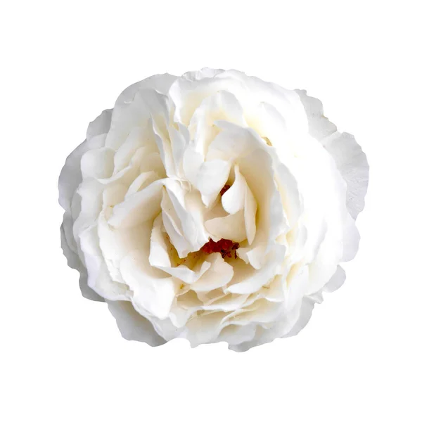 Квітка білої троянди. Красива солодка біла квітка троянди ізольований білий фон . — стокове фото