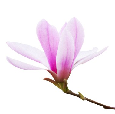 Beyaz izole arkaplanda manolya açan makro fotoğraf