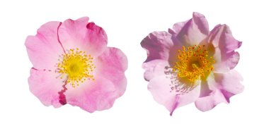 Makro fotoğraf, beyaz izole arkaplanda pembe amberçiçeği seti.