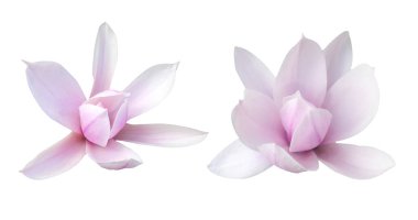 Makro fotoğraf seti beyaz izole arkaplanda çiçek açan manolya.