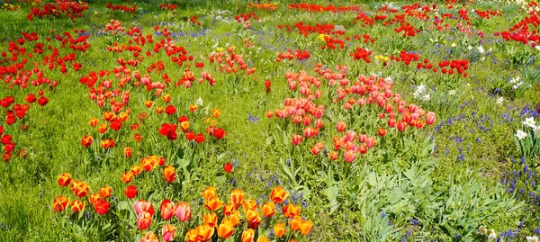 Makro zdjęcie kwitnąca łąka tulipanów żółty i czerwony i muscari. — Zdjęcie stockowe