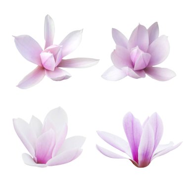 Makro fotoğraf seti beyaz izole arkaplanda çiçek açan manolya.