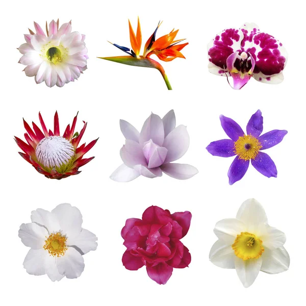 Macro foto de flores conjunto: rosa, strelitzia, narciso, protea, magnolia, flor de cactus, orquídea, clematis púrpura sobre un fondo blanco aislado — Foto de Stock