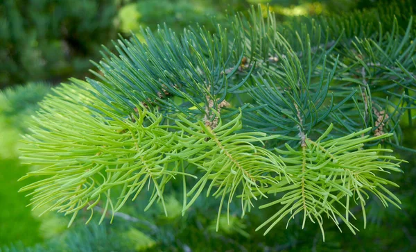 Makro-Natur-Foto neue grüne Zweige im Garten. — Stockfoto