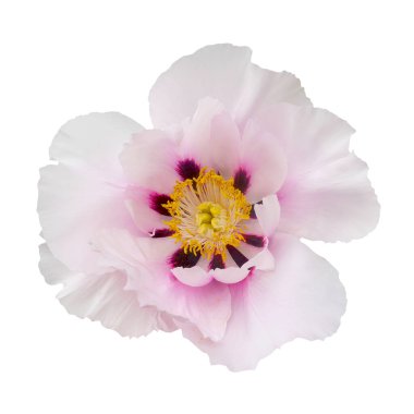 Beyaz izole arkaplanda beyaz şakayık resmi