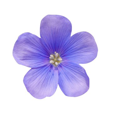 Makro fotoğraf mavi çiçekler Hepatica nobilis beyaz izole arka plan