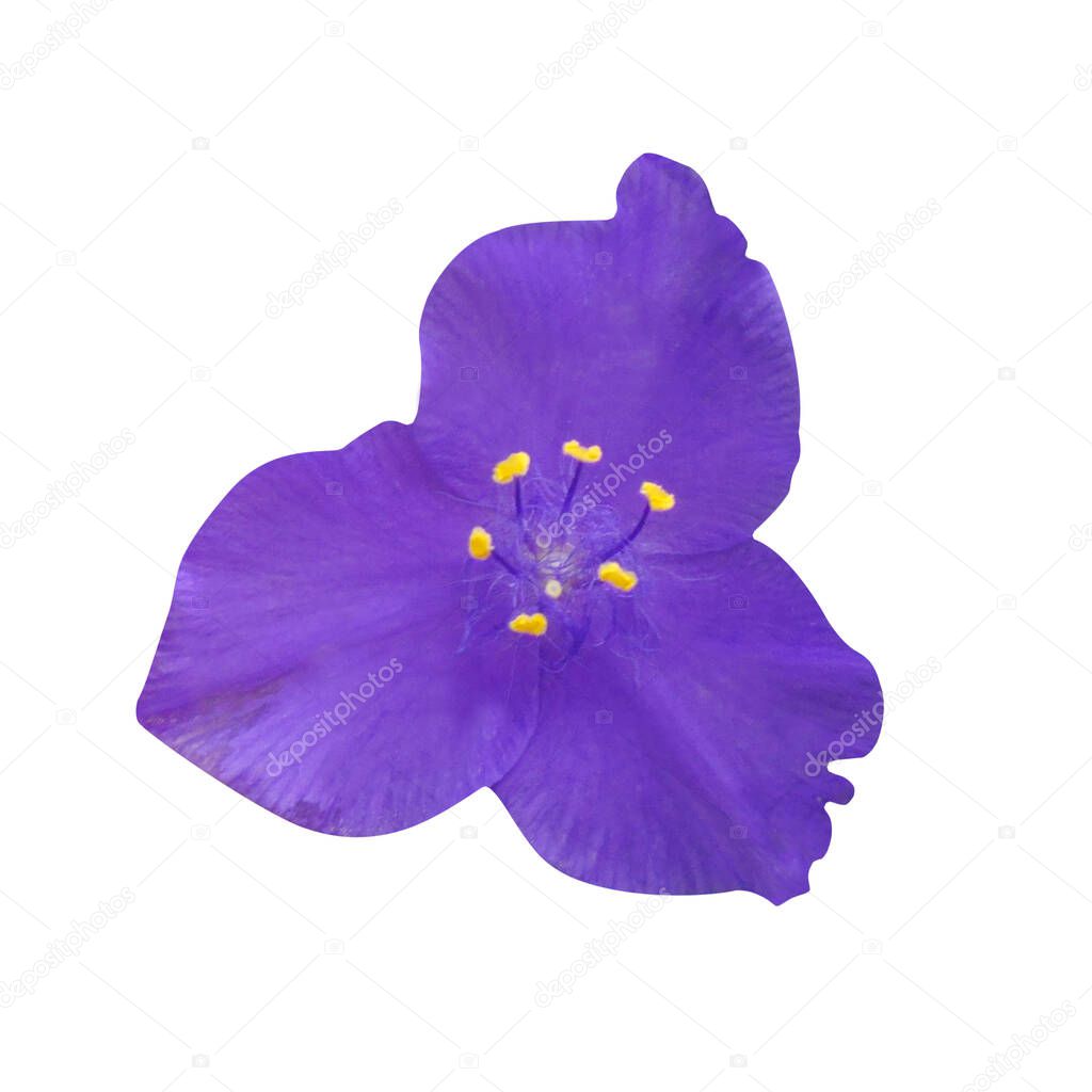 violet tradescantia flower on a white isolated background