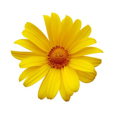 Beyaz izole arkaplanda narin sarı papatya çiçeği.