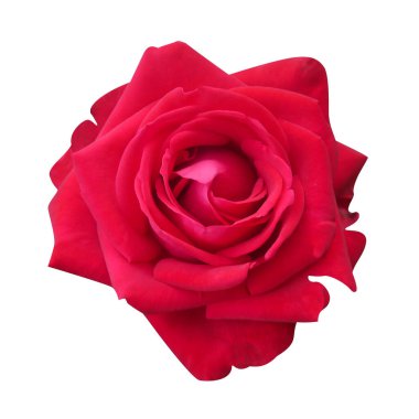 Beyaz izole arkaplanda kırmızı Makro fotoğraf gülü