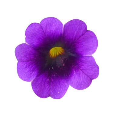 Mor sabahlar Petunya çiçekleri beyaz izole arka planda görkemli çiçekler