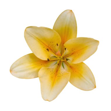 Beyaz izole arkaplanda sarı zambak resmi.