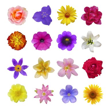 Çiçeklerin bileşimi yükseldi, zambak, petunya, klematis, papatya, portulaca oleraceae, hepatica nobilis, clematis, beyaz izole arkaplanda ayçiçeği.