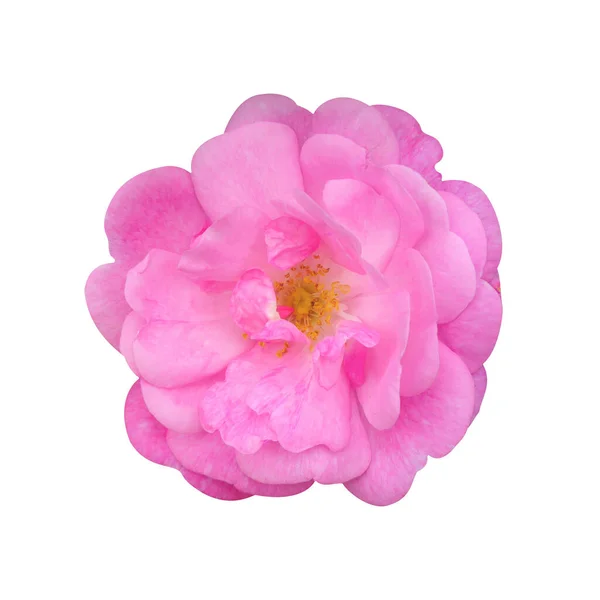 Одиночна солодка чайна троянда, квітка ізольована на білому тлі . — стокове фото