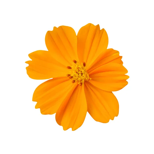 Flower orange starship isolated on white background — Stock Photo, Image