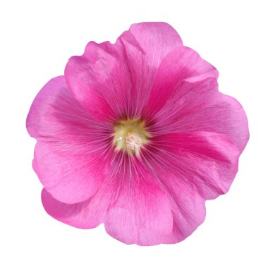Beyaz arkaplanda pembe mallow çiçeği.