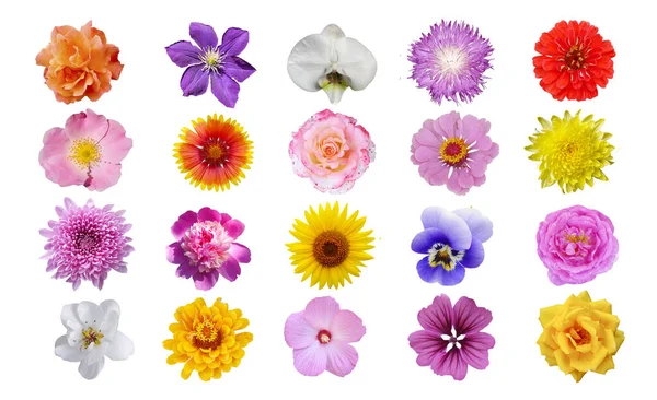 Macro foto de flores conjunto: rosa, girasol, zinnia, cirsium, pion, Crisantemo, hibisco, pansy, clematis sobre un fondo blanco aislado — Foto de Stock
