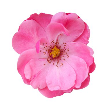 Beyaz yalıtılmış arka planda pembe gül çayı. Üst görünüm