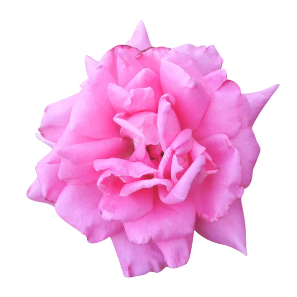 Одиночна солодка чайна троянда, квітка ізольована на білому тлі — стокове фото