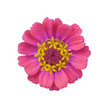 İzole edilmiş beyaz arka planda yumuşak pembe zinnia kompozisyonu. Yaz çiçeği.