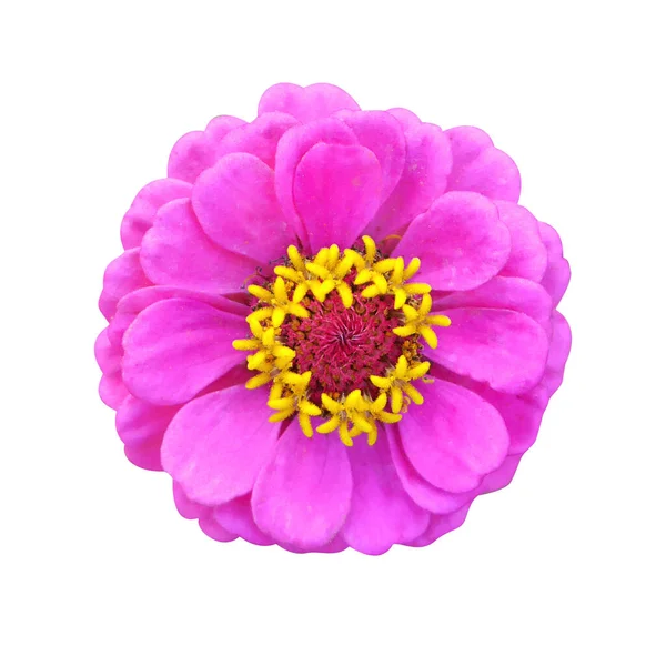 Tierna composición de zinnia rosa sobre fondo blanco aislado. Flor de verano. — Foto de Stock