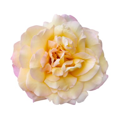 Makro fotoğraf sarı bicolor gül beyaz izole zemin üzerinde çiçek.