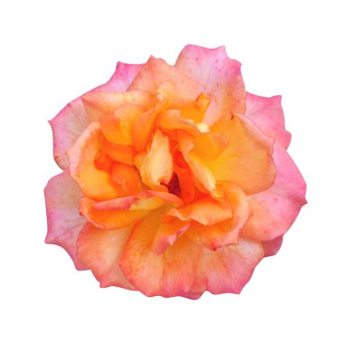 Makro fotoğraf kırmızı ve pembe iki renkli gül beyaz izole arkaplanda çiçek ile.