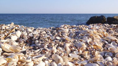 Kumsalda deniz kabuğu fotoğrafı. Doğal deniz kabuğu ve deniz kumlu kumsal.