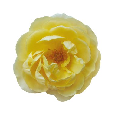 Makro fotoğraf sarı çay çiçeği beyaz izole arkaplanda.