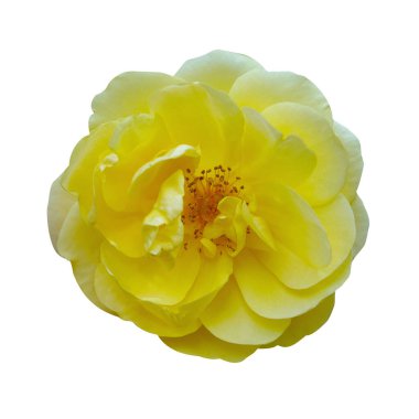 Makro fotoğraf sarı çay çiçeği beyaz izole arkaplanda.