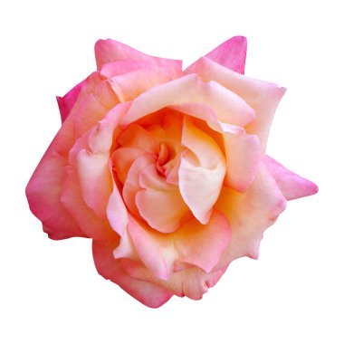 Makro fotoğraf pembe gül beyaz izole arkaplan.