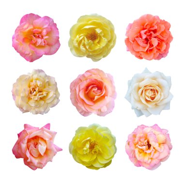 Makro fotoğraf seti pembe, kırmızı, beyaz, beyaz ve sarı arkaplanda çiçekli iki renkli gül
