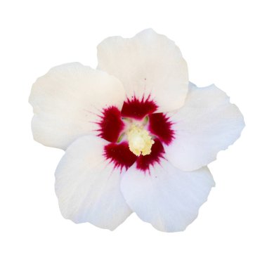 İzole edilmiş beyaz arkaplanda beyaz amber çiçeği