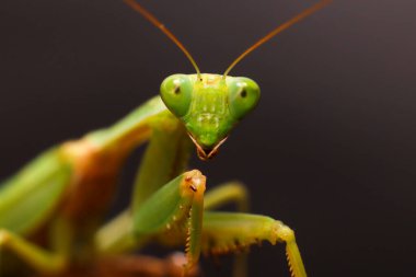 Dişi Avrupa Peygamberdevesi veya Peygamberdevesi, Mantis Religiosa. Yeşil peygamber devesi. Kapat.