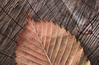 Kahverengi ağaçta kurumuş yaprak.