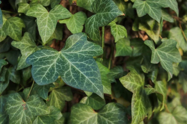 Texture Lierre Fond Feuilles Vertes Motif Feuilles Gros Plan — Photo