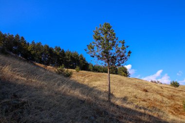 Arka planda mavi gökyüzü olan Singel küçük ağacı