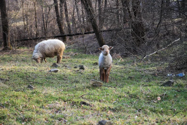 Full Body View Sheeps Standing Green Grass Field — Stock Photo, Image