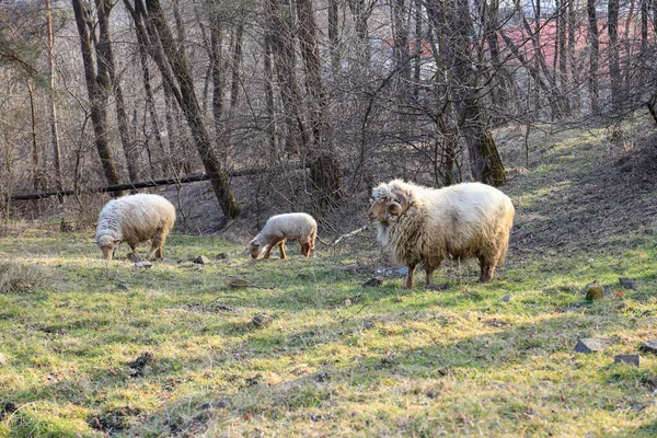 Teljes Test Kilátás Egy Három Birka Álló Zöld Füves Területen — Stock Fotó