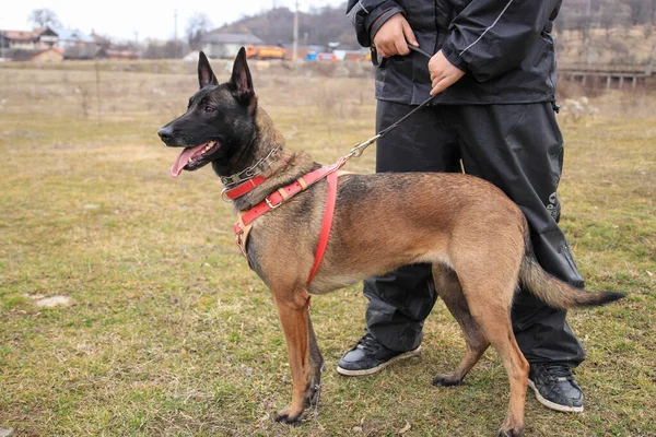 Parktaki genç bir Alman çoban köpeğinin portresi. Bir çocuk onu tasmayla tutuyor.