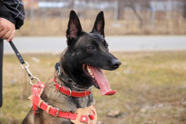 Parktaki genç bir Alman çoban köpeğinin portresi..