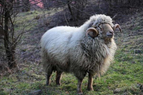 Full Body View Large Male Ram Standing Green Grass Field — Stock Photo, Image