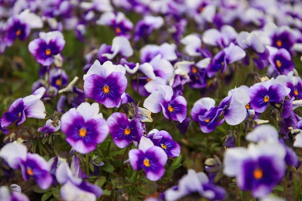 開花する花のカラフルな装飾 紫色のパンジーの花 — ストック写真