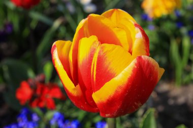 Bir tarlada sarı-kırmızı laleye yakın çekim